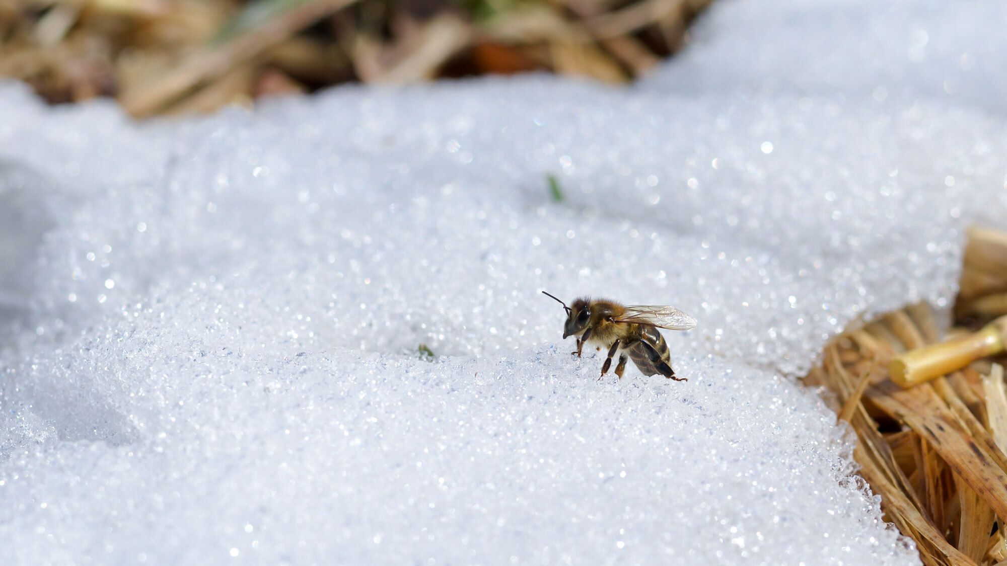 Where Do Bees Go in Winter? Unraveling the Mystery of Their Cold-Season Hideout