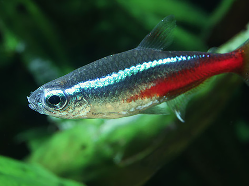 8 Fish to Avoid in Beginner Aquariums: Difficult Species