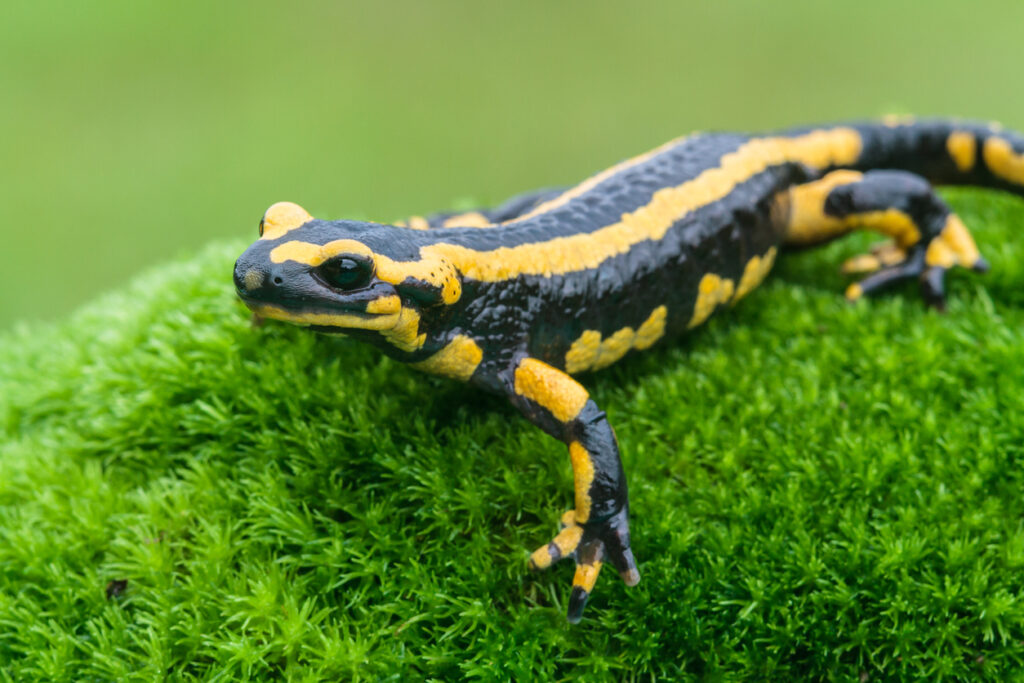 Key Differences Between Newts and Salamanders: A Deep Dive into Amphibian Cousins