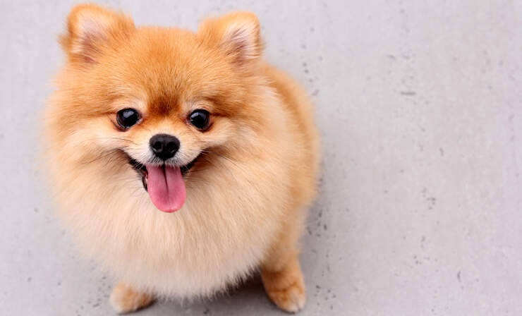 Top 10 Best Small Dog Breeds for Your Home and Heart