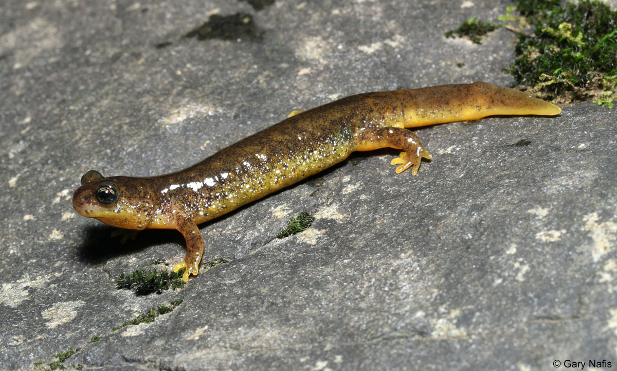 Southern Torrent Salamander Facts for Kids: Splashy Secrets from the Forest Streams